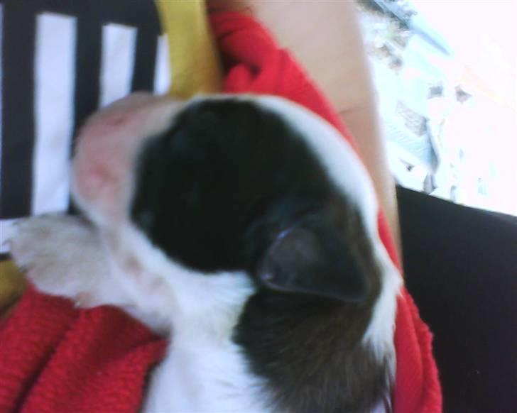 Sankt bernhardshund tjalle billede 6