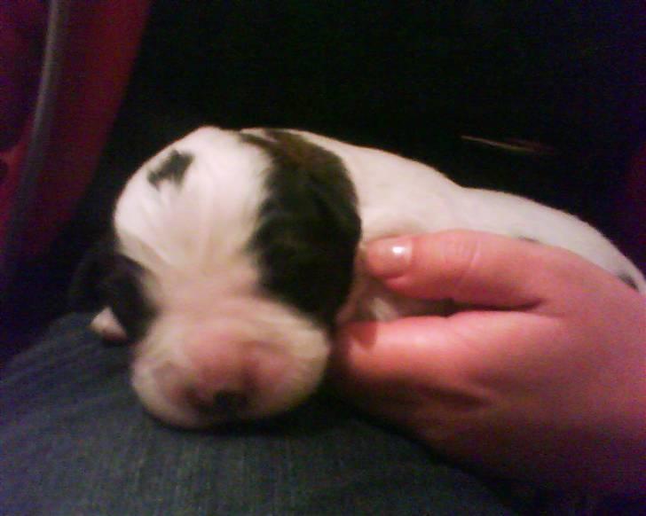 Sankt bernhardshund tjalle billede 7