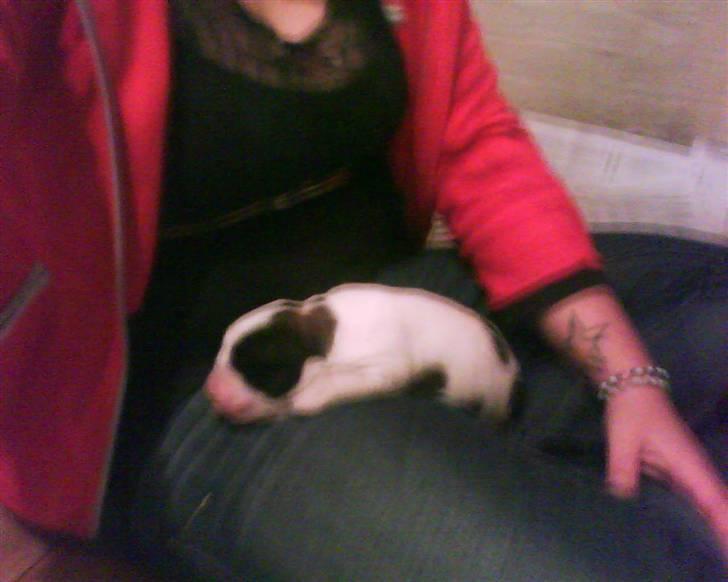 Sankt bernhardshund tjalle billede 8