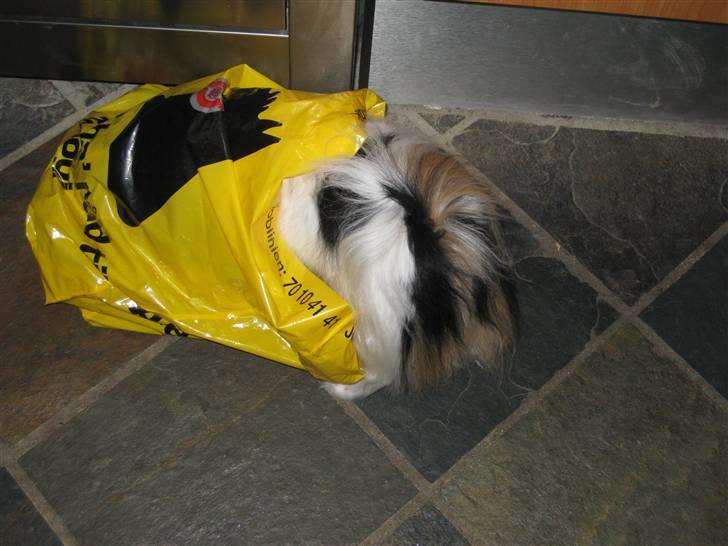 Papillon Bria - Hmmm... Gad vide om der er noget spændende nede i bunden??? billede 13