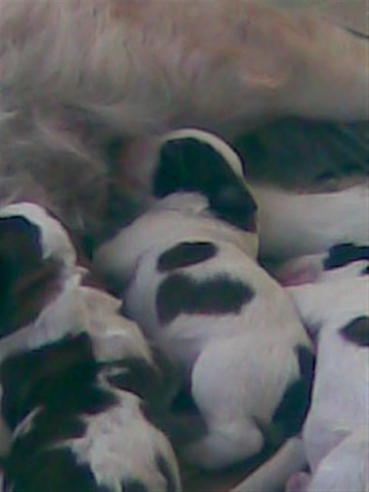 Sankt bernhardshund tjalle billede 9