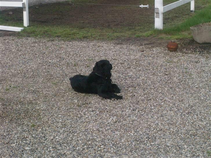 Blanding af racer Kaos billede 4