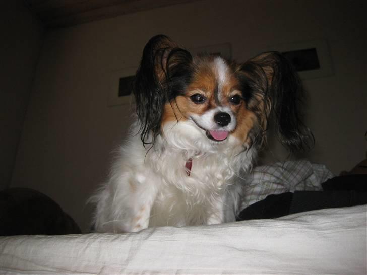 Papillon Bria - Pas du bare på... Ellers slikker jeg dig i hovedet !  billede 14