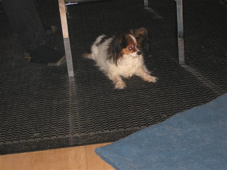 Papillon Bria - Jeg er på! billede 15