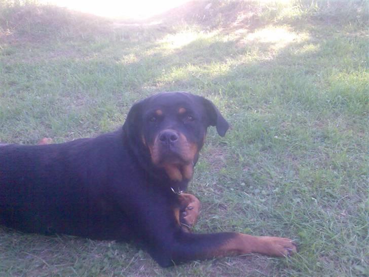 Rottweiler pixi - jeg er træt billede 7