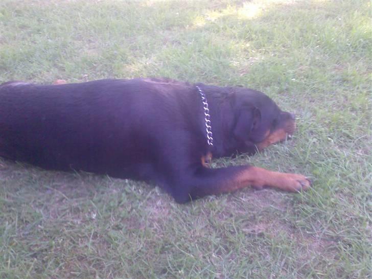 Rottweiler pixi - jeg er bare så træt billede 8