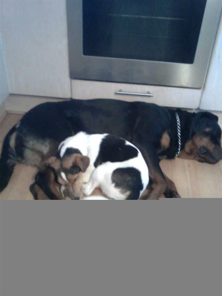 Rottweiler pixi - godnat billede 9