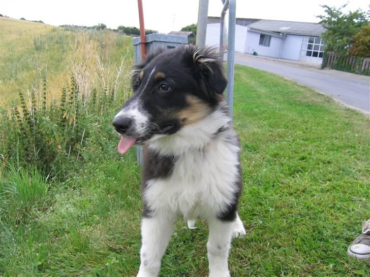 Blanding af racer Skibber<3 billede 4