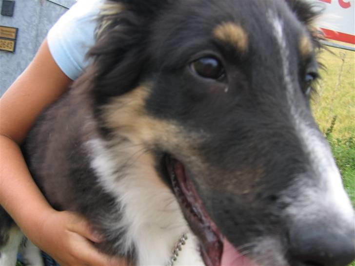 Blanding af racer Skibber<3 billede 5