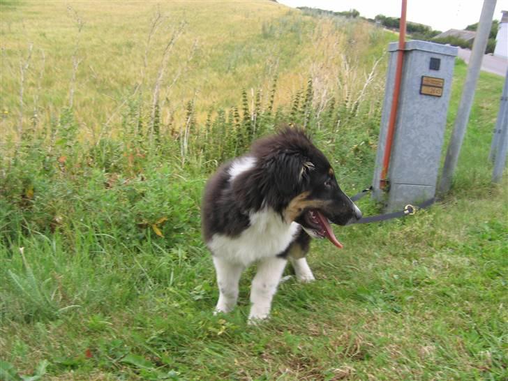 Blanding af racer Skibber<3 billede 7