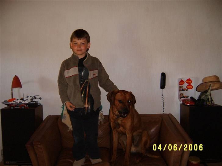 Rhodesian ridgeback Rafiki billede 16