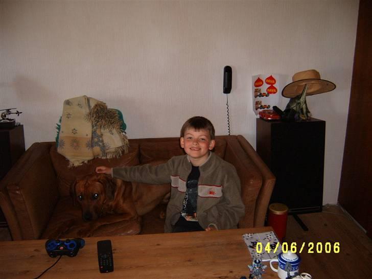 Rhodesian ridgeback Rafiki billede 17