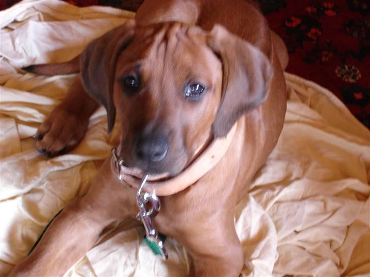Rhodesian ridgeback Rafiki billede 18