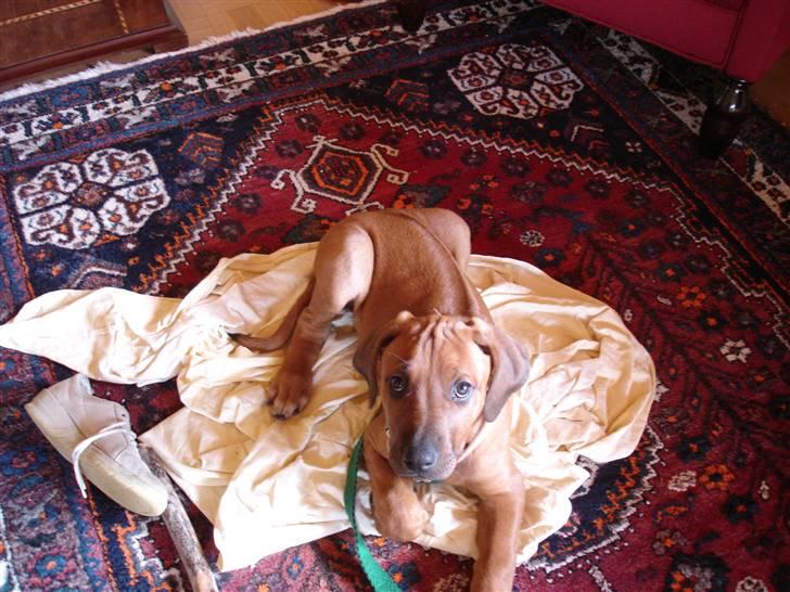 Rhodesian ridgeback Rafiki billede 19