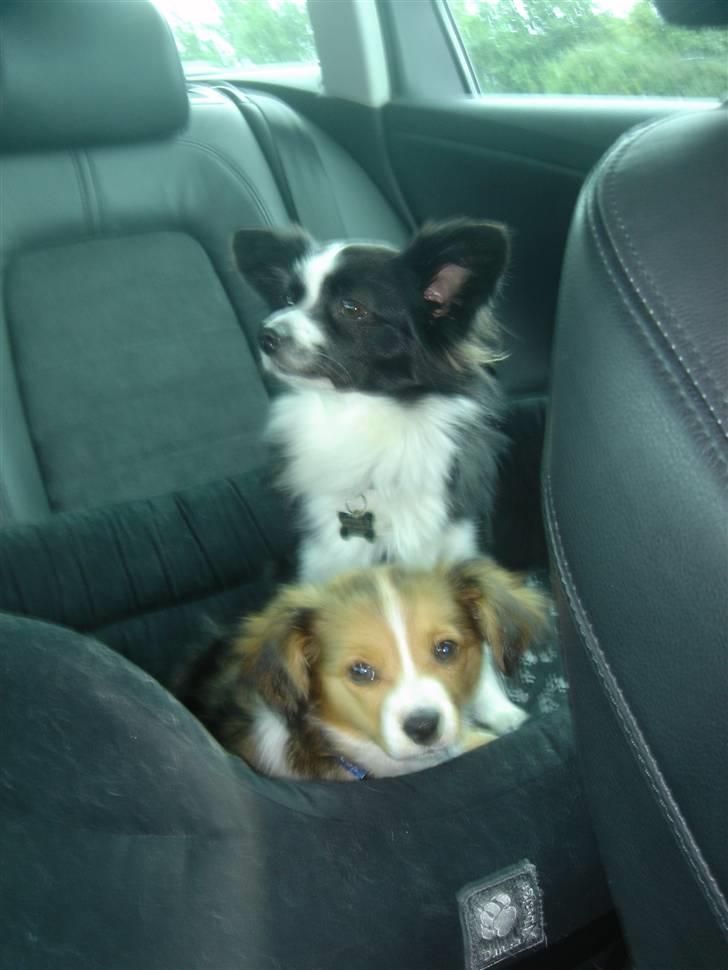 Papillon Buzz billede 5