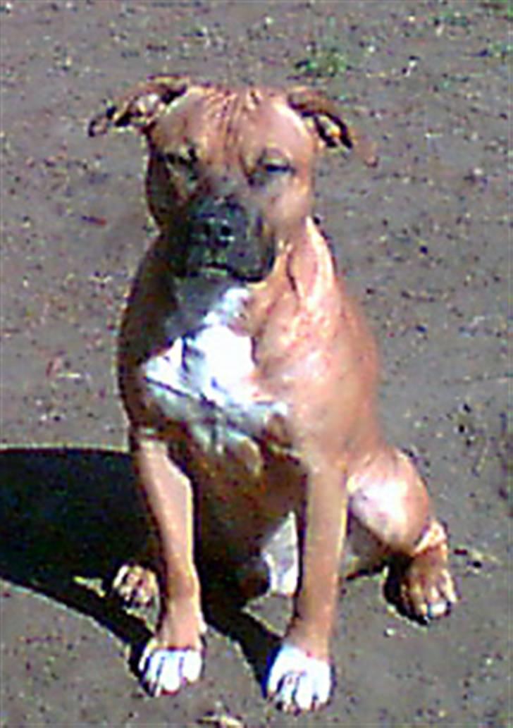 Amerikansk staffordshire terrier ~*~*~*~ Angie ~*~*~*~ - Dette er Angie´s far billede 6