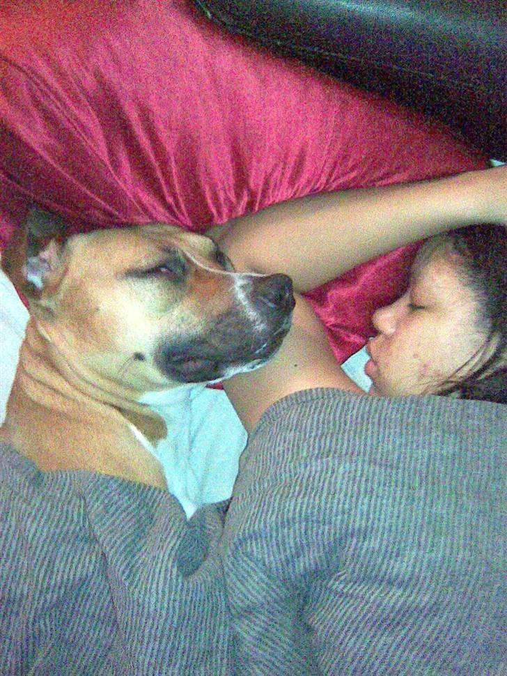 Amerikansk staffordshire terrier ~*~*~*~ Angie ~*~*~*~ - Hun elsker at putte sammen med mor billede 7