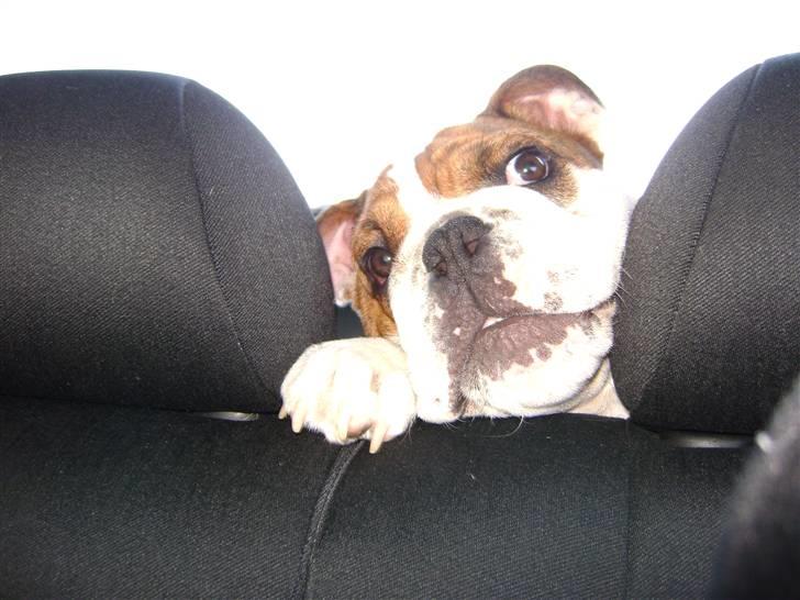Engelsk bulldog Eddie - Kan ikke se så godt heromme fra bagagerummet billede 10