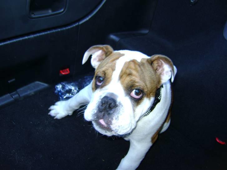 Engelsk bulldog Eddie - Eddie på udflugt i poloen billede 11