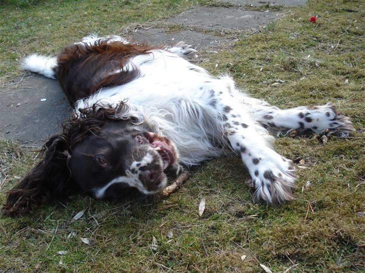 Engelsk springer spaniel Nemo  billede 16