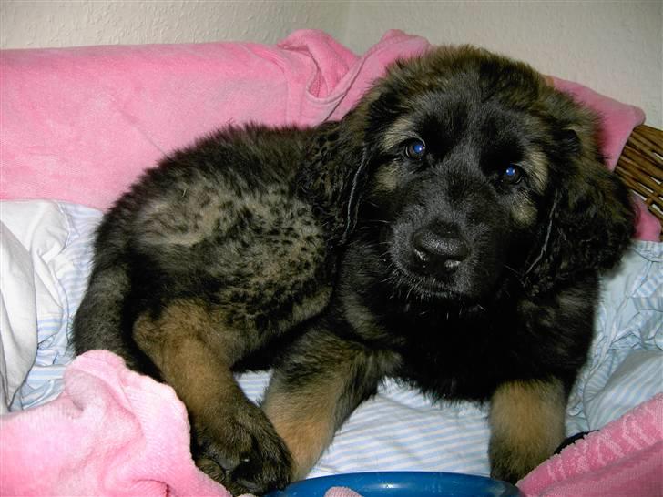 Leonberger Nahla  - Selvom hun kan godt kan li sin kurv, foretrækker hun som regel det kolde gulv billede 2