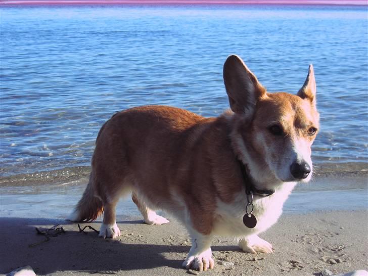 Welsh corgi cardigan Frederik † 17/12-2008 f. - Frederik ved stranden, da vi var på camping i efterårsferien!! billede 18