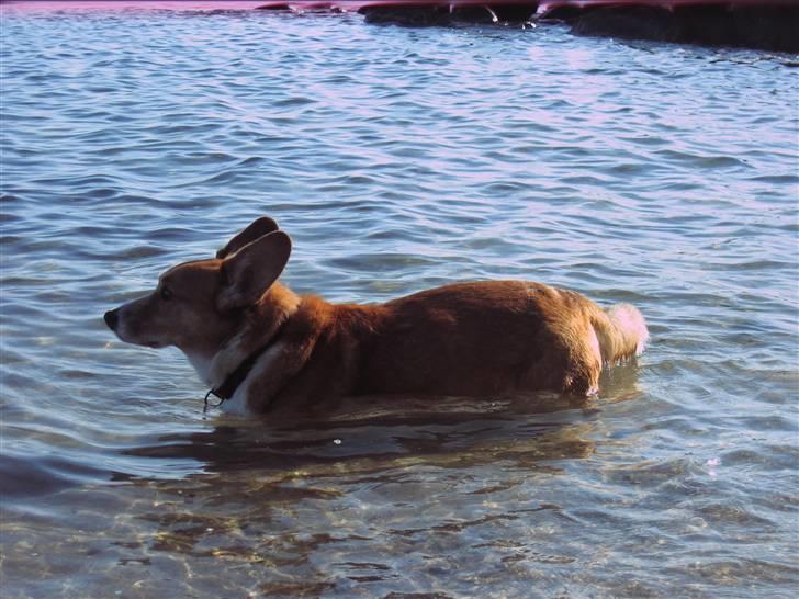Welsh corgi cardigan Frederik † 17/12-2008 f. - Frederik ude at bade ved stranden, da vi var på camping i efterårsferien!! billede 19