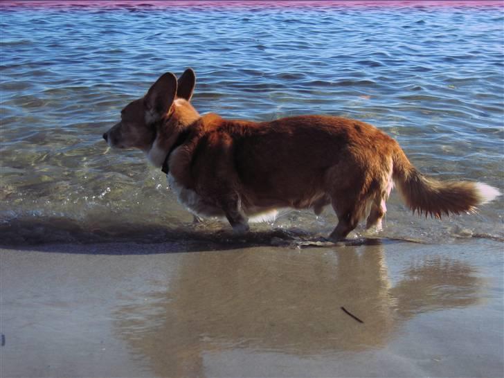 Welsh corgi cardigan Frederik † 17/12-2008 f. - Frederik ude at bade ved stranden, da vi var på camping i efterårsferien!! billede 20