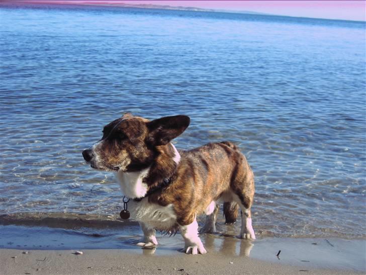Welsh corgi cardigan Hugo - Hugo ved stranden, da vi var på camping i efterårsferien!! billede 18