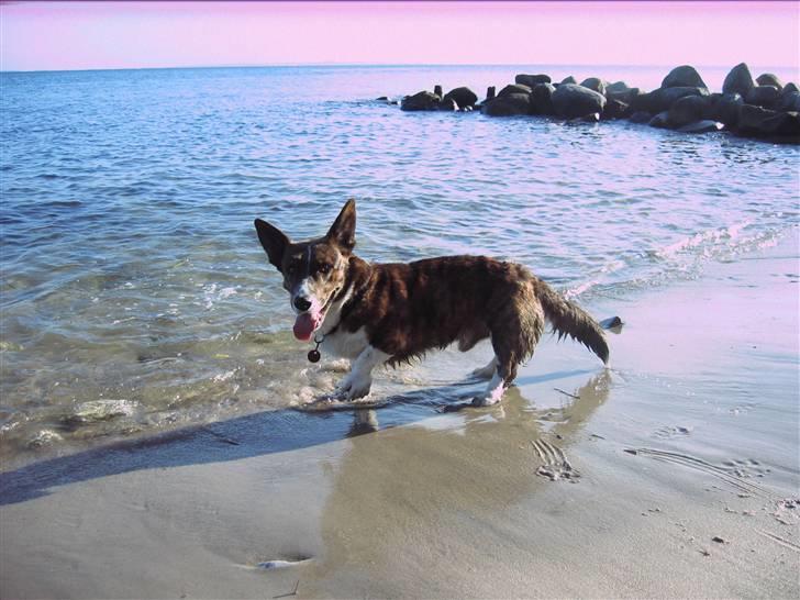 Welsh corgi cardigan Hugo - Hugo ude at bade ved stranden, da vi var på camping i efterårsferien!! billede 19