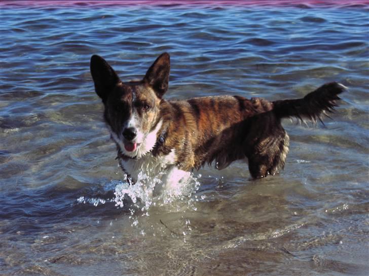 Welsh corgi cardigan Hugo - Hugo ude at bade ved stranden, da vi var på camping i efterårsferien!! billede 20