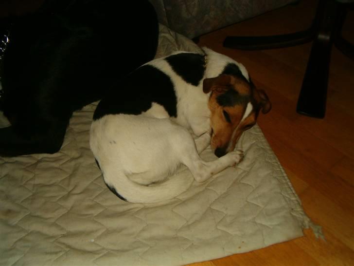 Jack russell terrier Bella billede 3