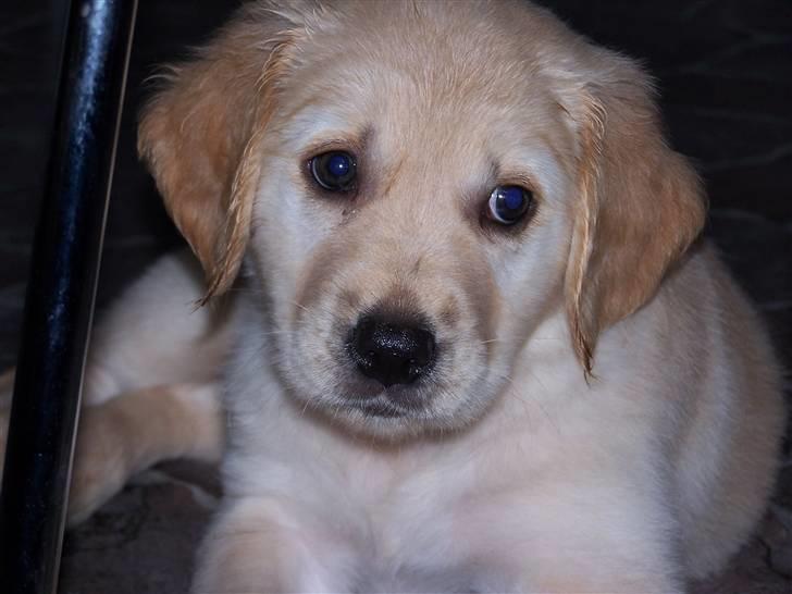Golden retriever Lady Molly ll - Mollys første dag .... 15. oktober 2008 billede 1