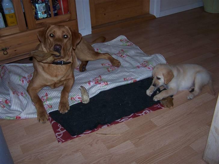 Golden retriever Lady Molly ll - Rollo er virkelig sød. Han siger ikke noget til hun lå sig med hendes "ben" på samme tæppe. 15. Oktober 2008 billede 2