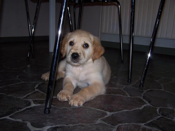 Golden retriever Lady Molly ll - Hvorfor tager du sådan billeder af mig??.... 15. Oktober 2008 billede 3