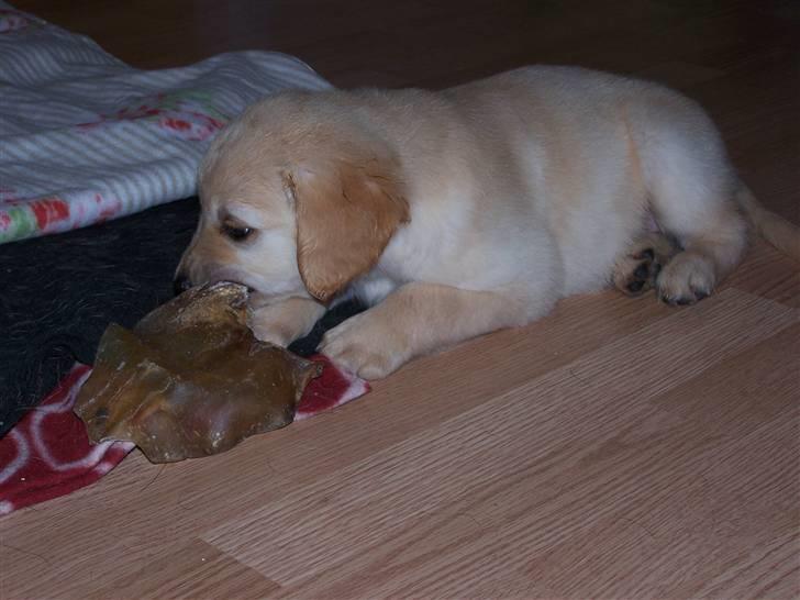 Golden retriever Lady Molly ll - Kan da godt være man er en lillepige, men derfor kan man da godt gå ombord på et stort kalveøre.. MUMS!!... 15. oktober 2008 billede 4