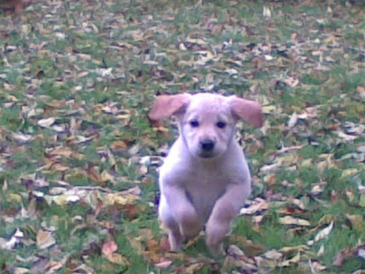 Golden retriever Lady Molly ll - Billedet er taget fra min mobil. Derfor den dårlige kvalitiet. Men synes faktisk det er et godt billede. Hendes første tur i haven i dagslys. 15. oktober 2008 billede 5