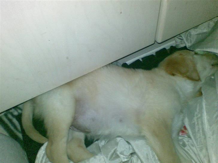 Golden retriever Lady Molly ll - Så blev hun lagt på tæppet og ja væk var hun.... i drømmeland... Den første nat herhjemme. 15. Okt 2008 billede 6