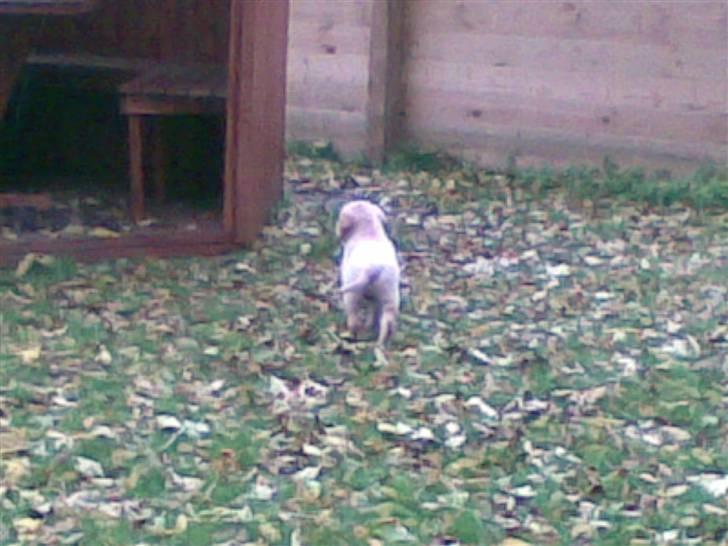 Golden retriever Lady Molly ll - Ham Rollo han rendte den vej rundt, så nu prøver jeg også at løbe den vej... Igen dårligt billede pga MOBILEN!!*S*.. 15. okt 2008 billede 7