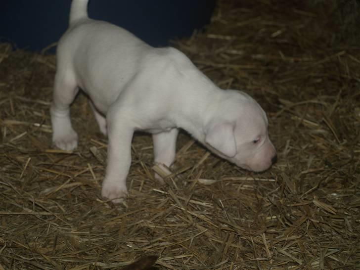 Amerikansk bulldog Diego*R.I.P Vores engel* - Velkommen til Diego´s profil.. billede 1