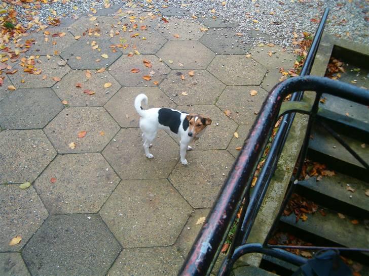 Jack russell terrier Bella billede 4