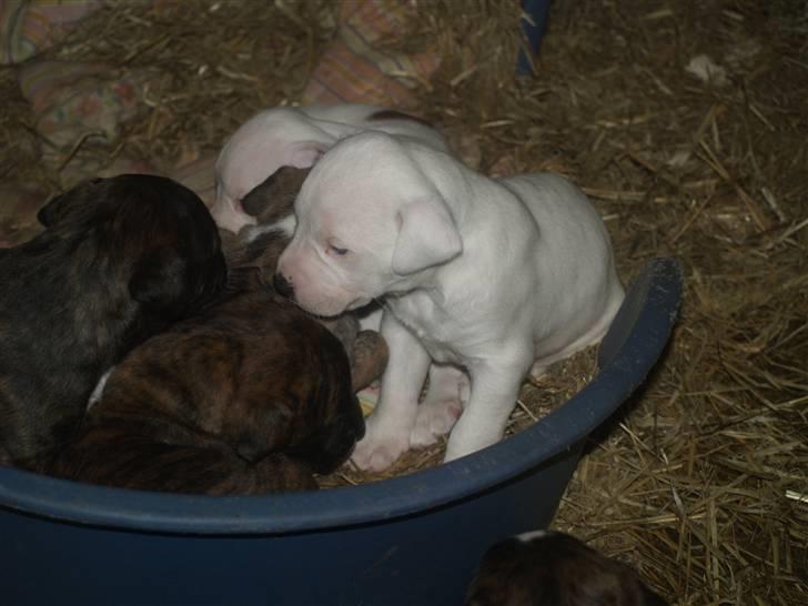 Amerikansk bulldog Diego*R.I.P Vores engel* - åhh er lidt træt er lige vågnet.. billede 2