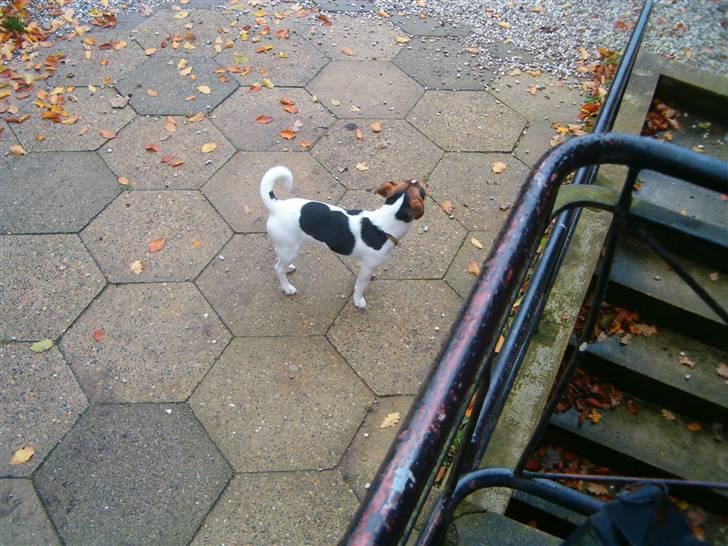 Jack russell terrier Bella billede 5