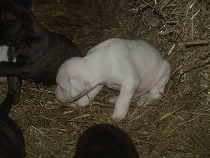 Amerikansk bulldog Diego*R.I.P Vores engel* - hva laver i søskende? billede 3