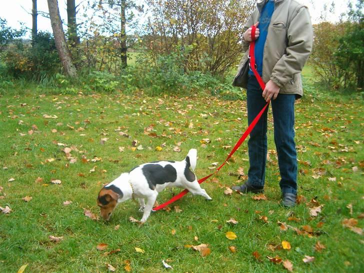 Jack russell terrier Bella billede 6
