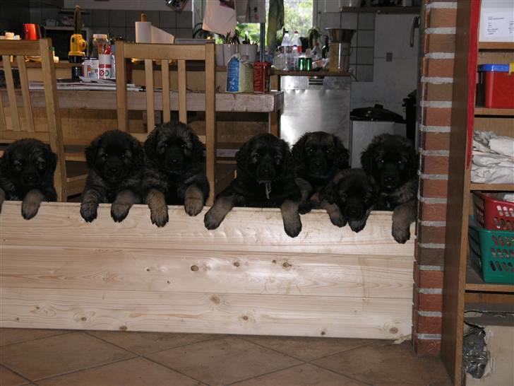 Leonberger Nahla  - Alle 7 søskende på ræd og række billede 3