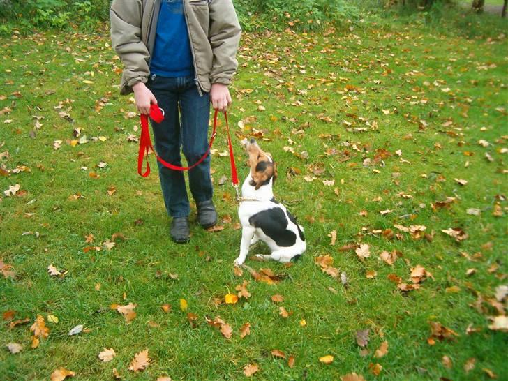 Jack russell terrier Bella billede 7