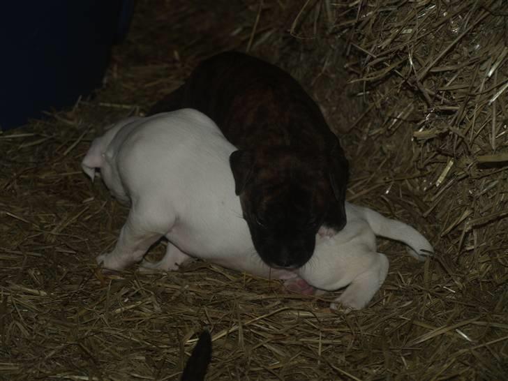 Amerikansk bulldog Diego*R.I.P Vores engel* - leger med min søster billede 4