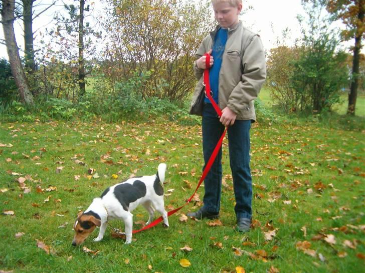 Jack russell terrier Bella billede 8