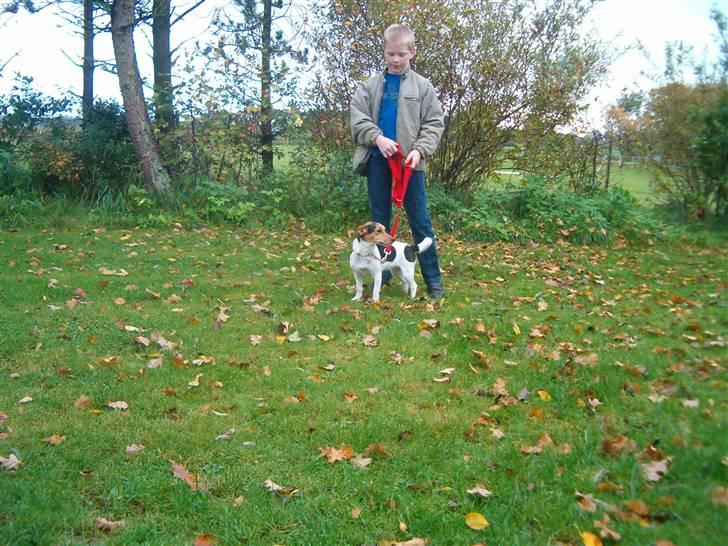 Jack russell terrier Bella billede 9